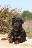 ROTTWEILER 107